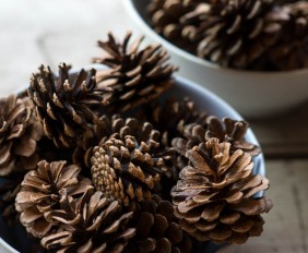 Pine Cone Collecting for Winter Projects: Make it a Challenge from make-it-your-own.com (Art, Crafts & activities for kids)