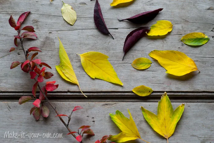 Fall Fun: Traced Leaves- Making a Stencil from make-it-your-own.com (Art. crafts and activities for kids)